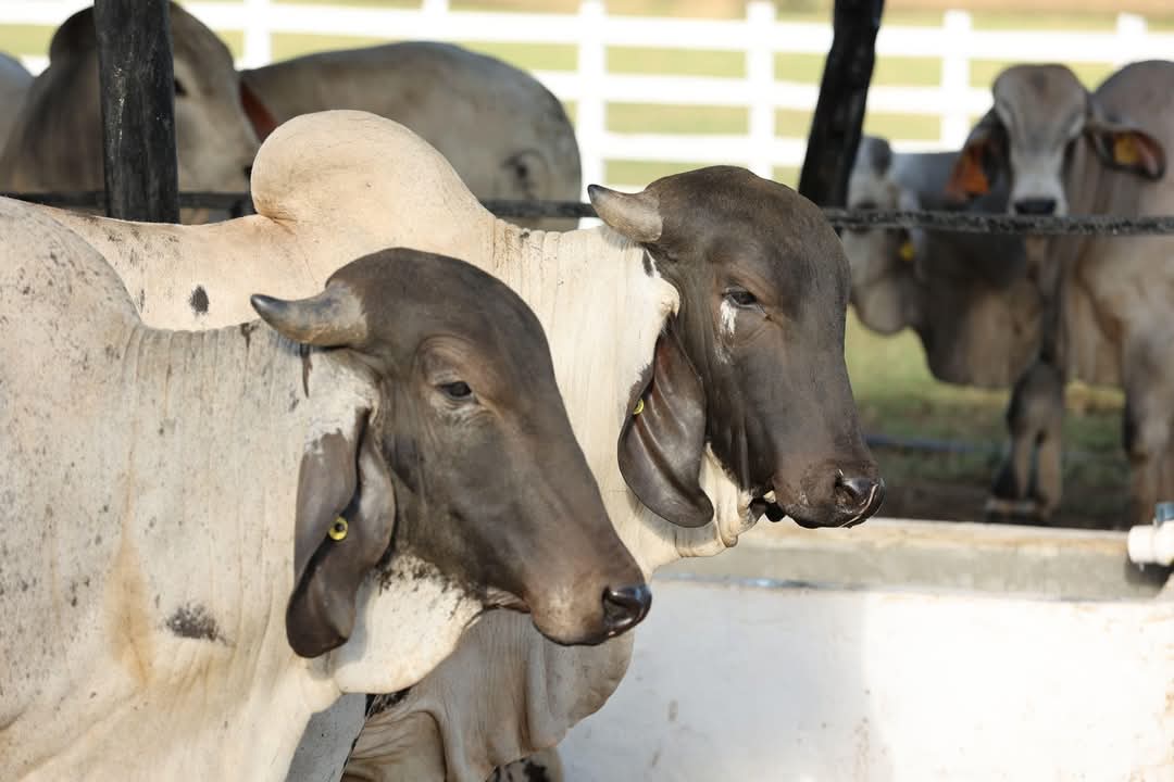Gobierno del Estado invita a productores a participar en concursos para reconocer lo mejor de la agricultura, ganadería y pesca en la Feria Tabasco 2025.