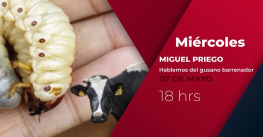 Regresa el Gusano Barrenador a Tabasco tras 30 Años: ¡Alerta en el hato ganadero!