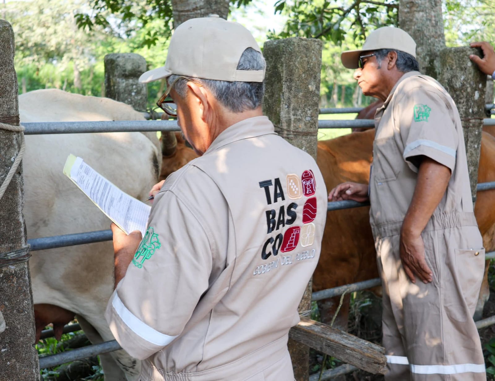 Respalda alcaldesa Mari Luz Jiménez, jornada de barrido sanitario realizada en el ejido La Ceiba 2ª sección de Huimanguillo, en coordinación con la SEDAP Tabasco y el SENASICA.
