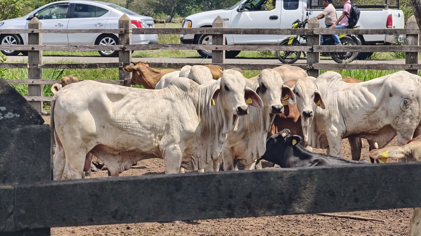 Gobierno del Estado cumple la meta en Macuspana al concluir la entrega del programa Crédito Ganadero a la Palabra.