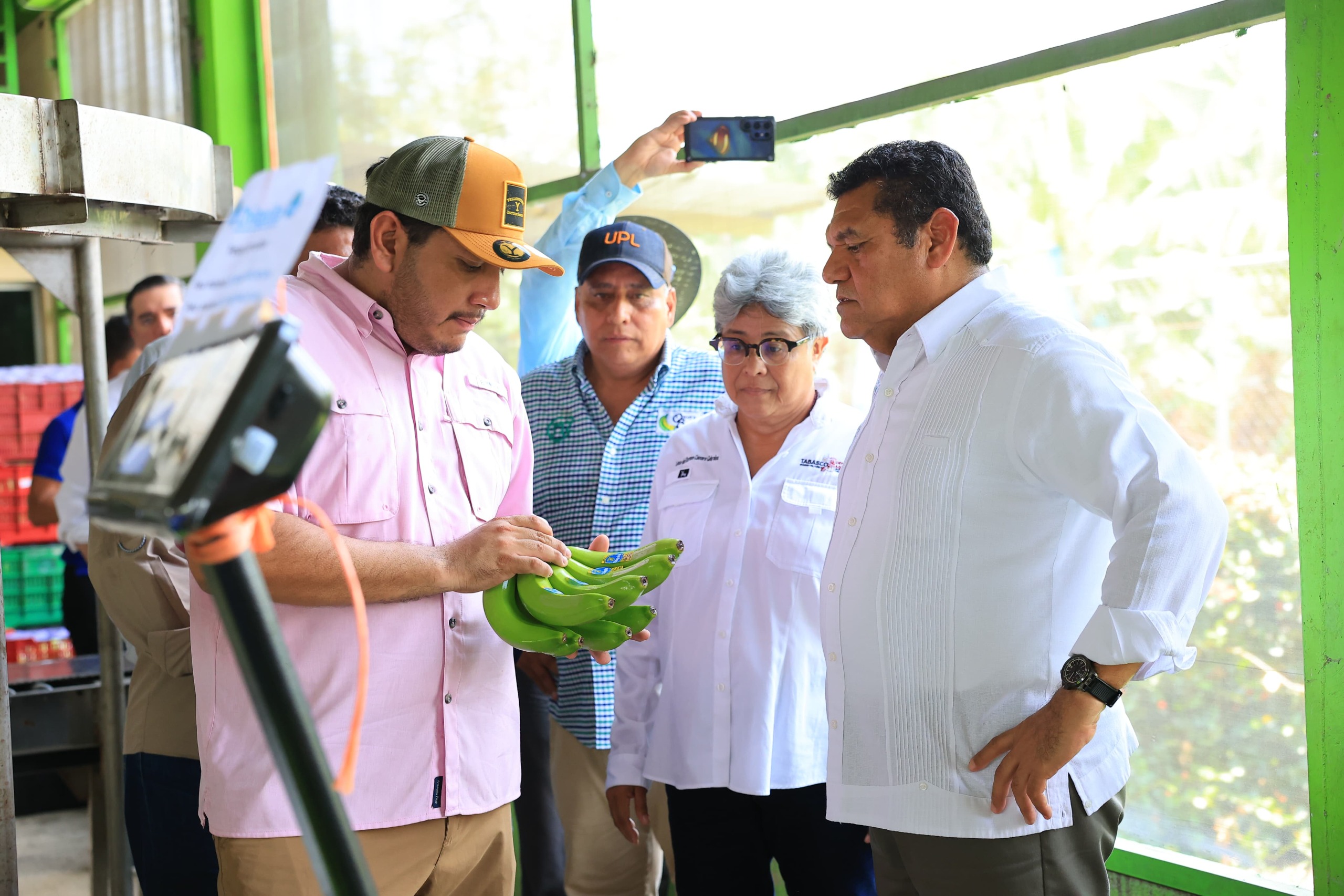 Producción de banano en la Finca ‘Las Lilias’, al mercado nacional e internacional.