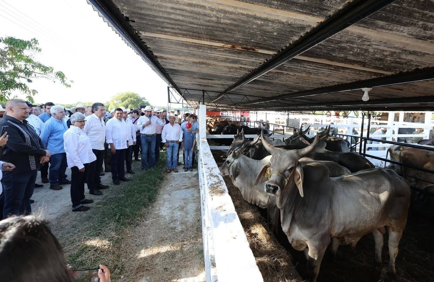 Celebra SEDAP reapertura de exportaciones de ganado bovino de México a Estados Unidos.