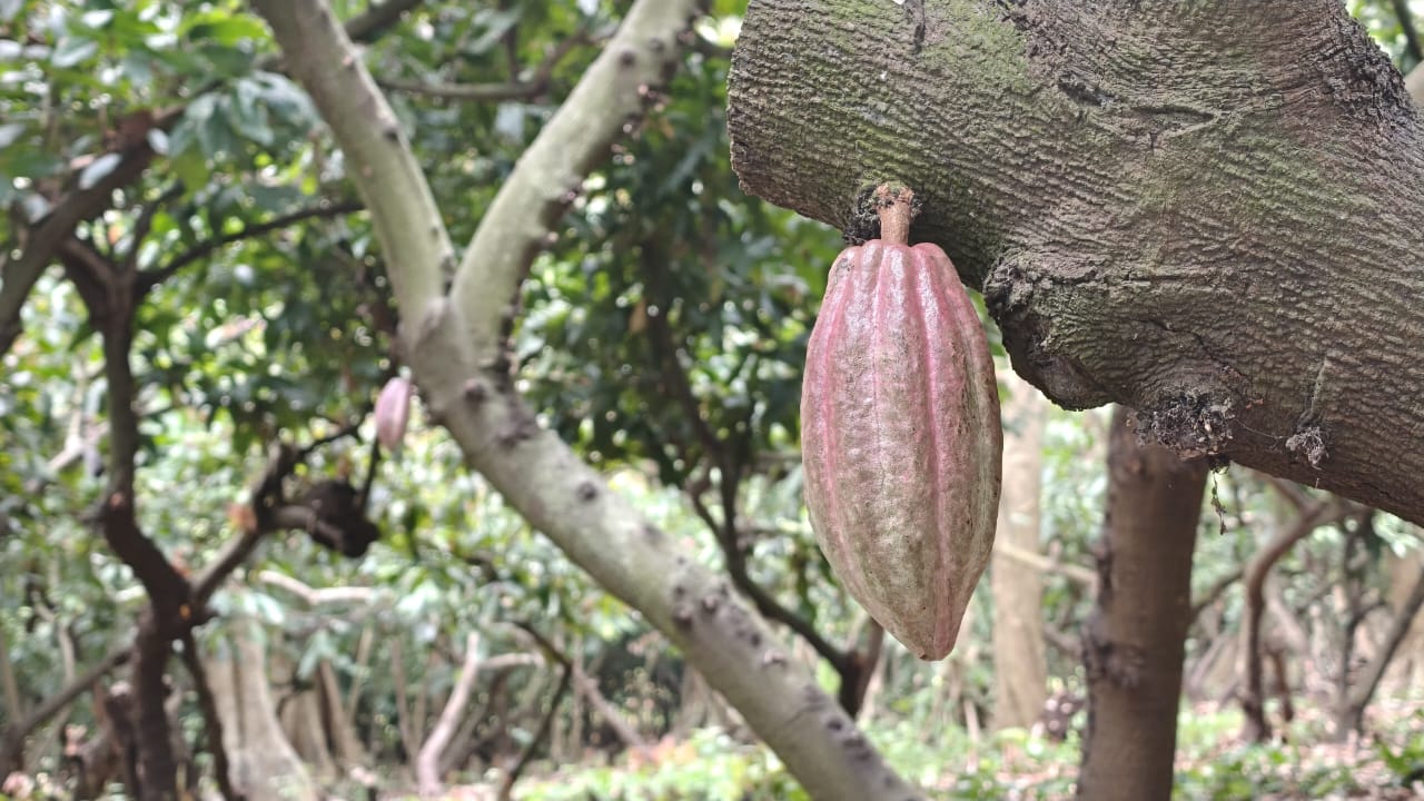 Gobierno de Tabasco impulsa rescate genético del cacao en la “Finca El Morralero”.