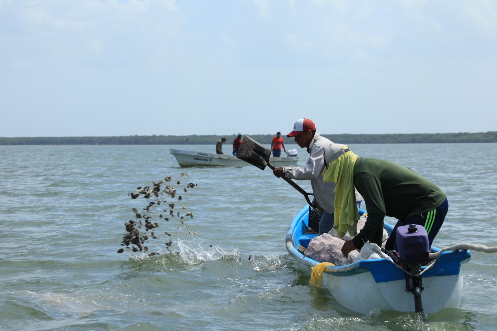 Beneficia Javier May a 100 ostricultores de Paraíso y deposita 3,500 sacos de concha de ostión para repoblar bancos en la laguna Mecoacán.