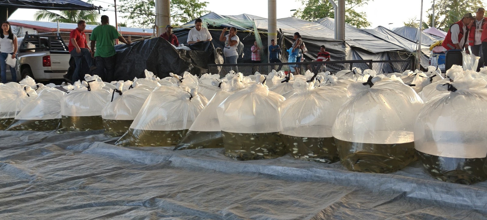 Realiza SEDAP segunda entrega de alevines en el Poblado los Pájaros, Jonuta.