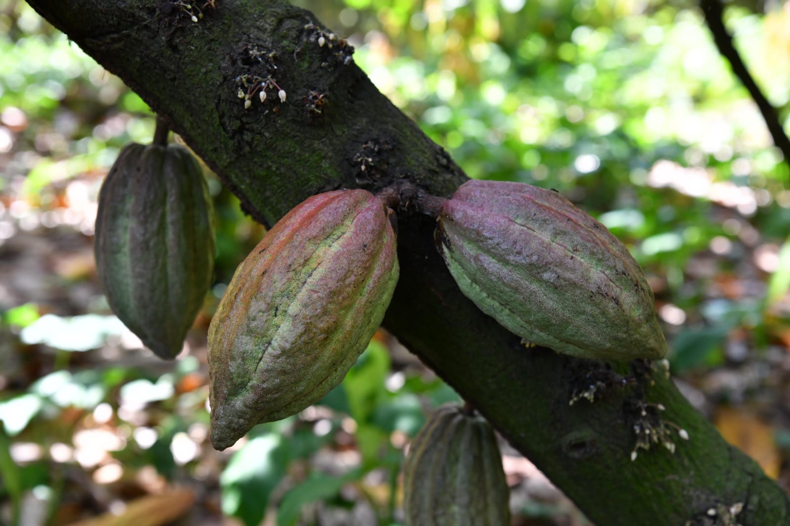 Fincas Los Pinos y El Morralero aportarán 1.5 millones de plantas a jornada de reforestación del 8 de octubre: Sedap.