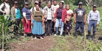 Realiza Bienestar Jornada de acompañamiento en campo para apoyar a productores de Sembrando Vida estatal de Tenosique.