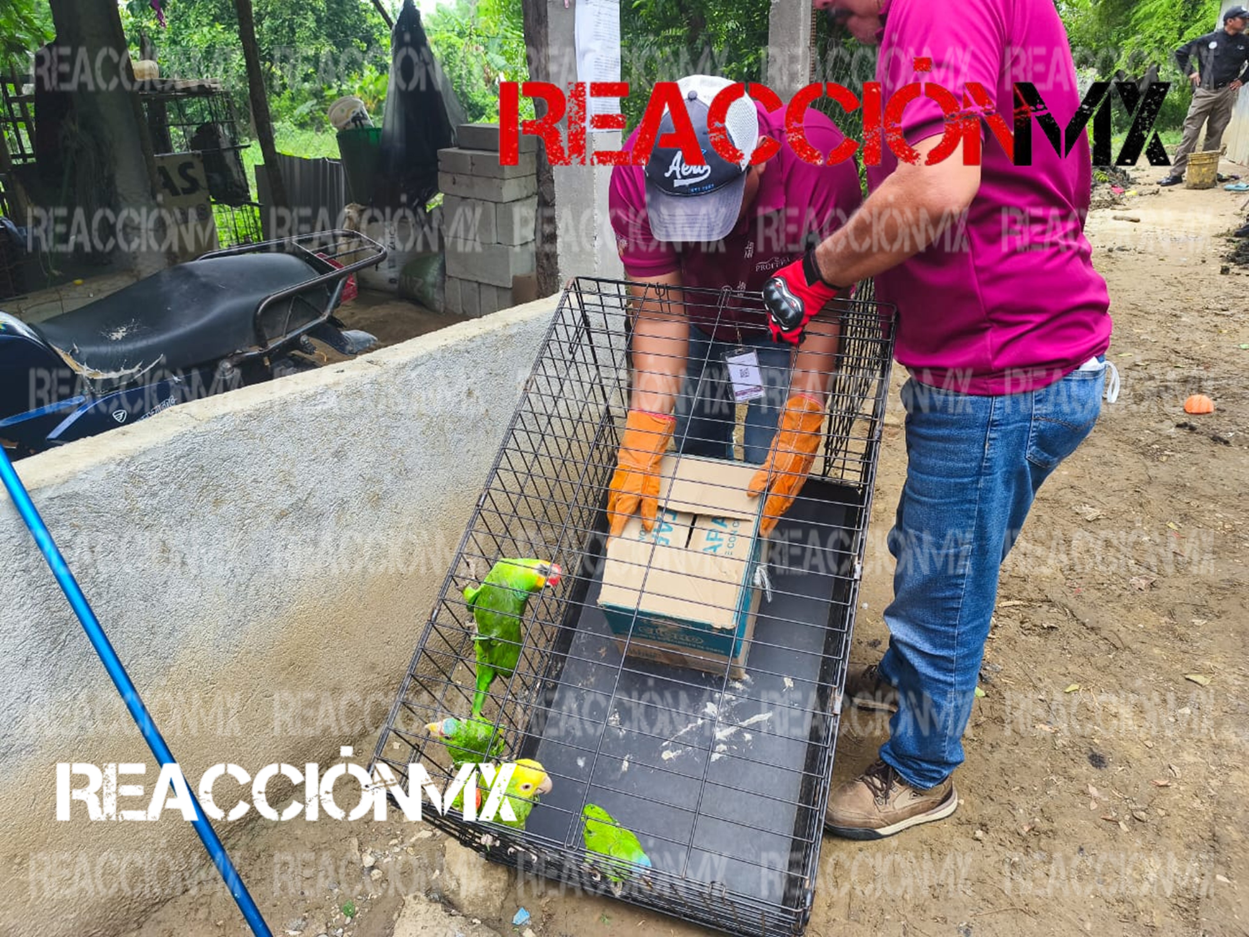 FGR obtiene vinculación a proceso de dos personas por la captura de ejemplares de aves y especies acuáticas.