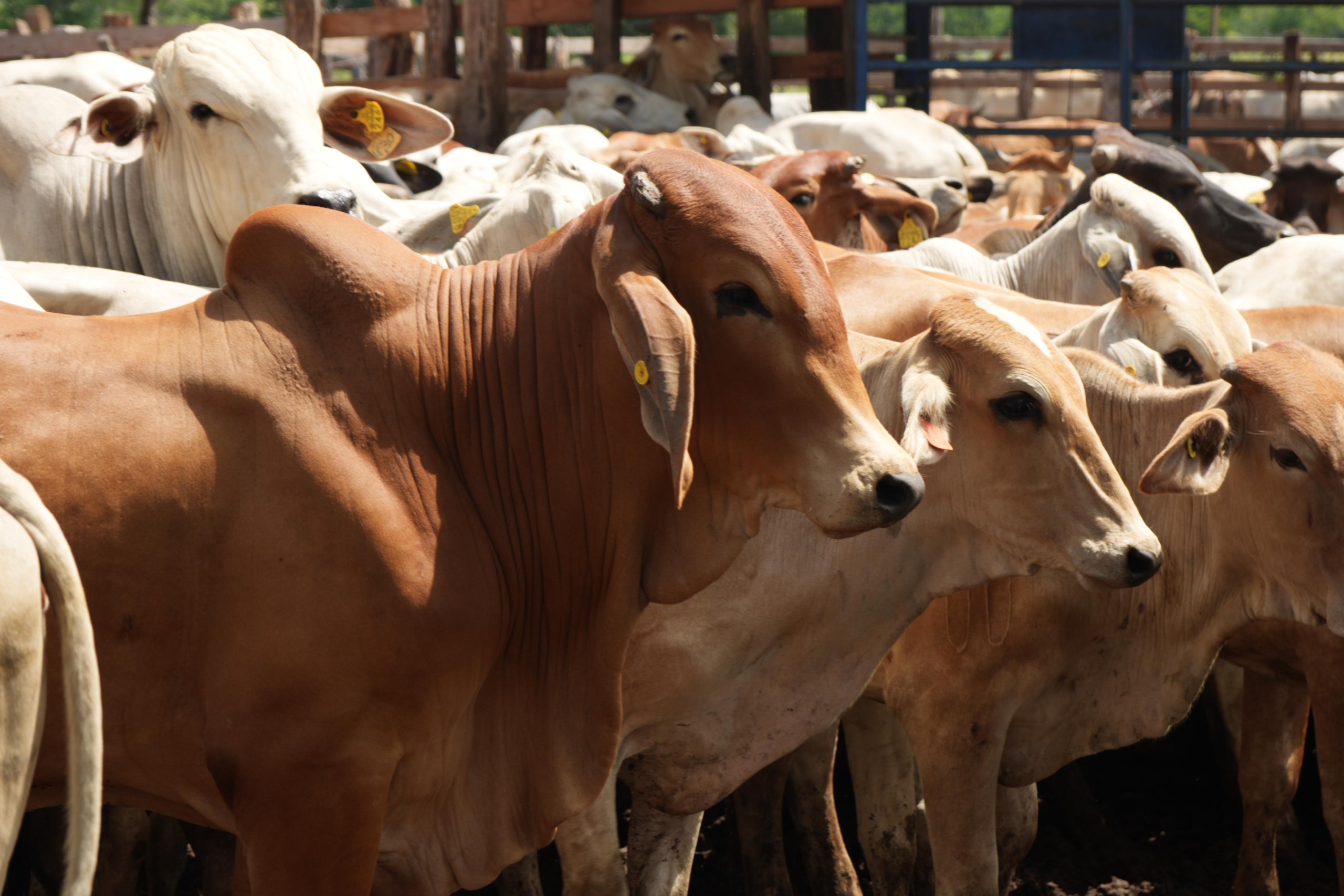 Crédito Ganadero a la Palabra: Un Respiro para el Campo Tabasqueño Frente a los Desafíos del Mercado Global.