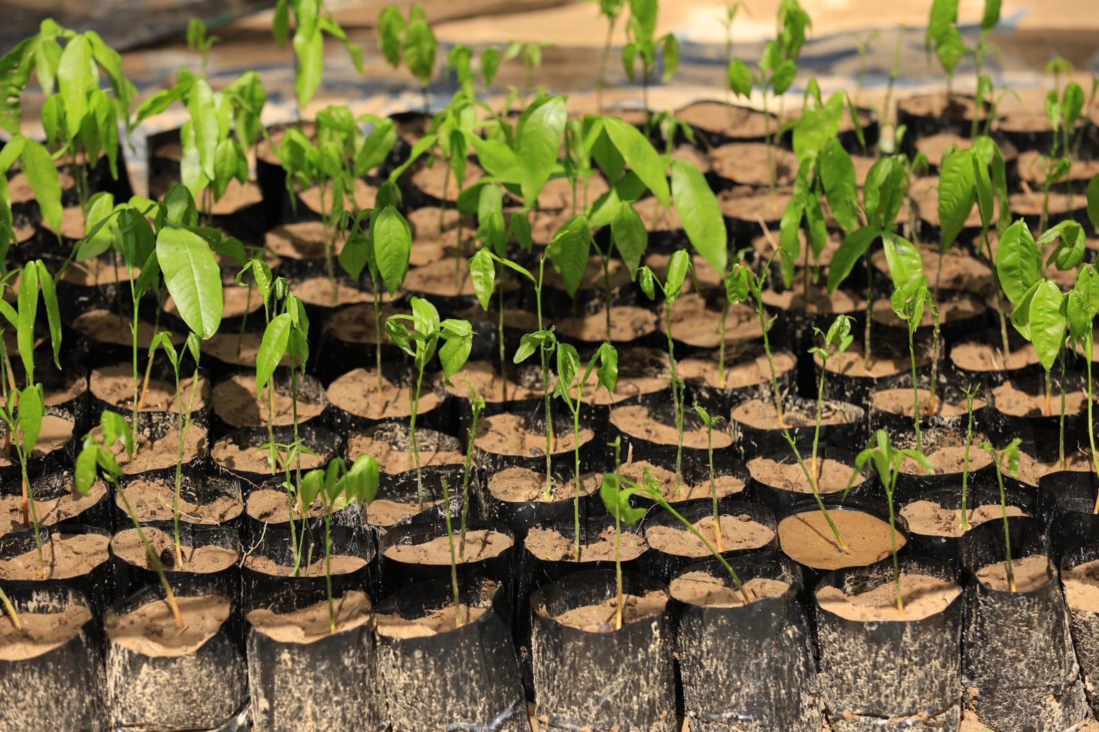 Gobierno del Estado impulsa la plantación de semillas nativas olvidadas; la Jornada de Reforestación será de gran utilidad.