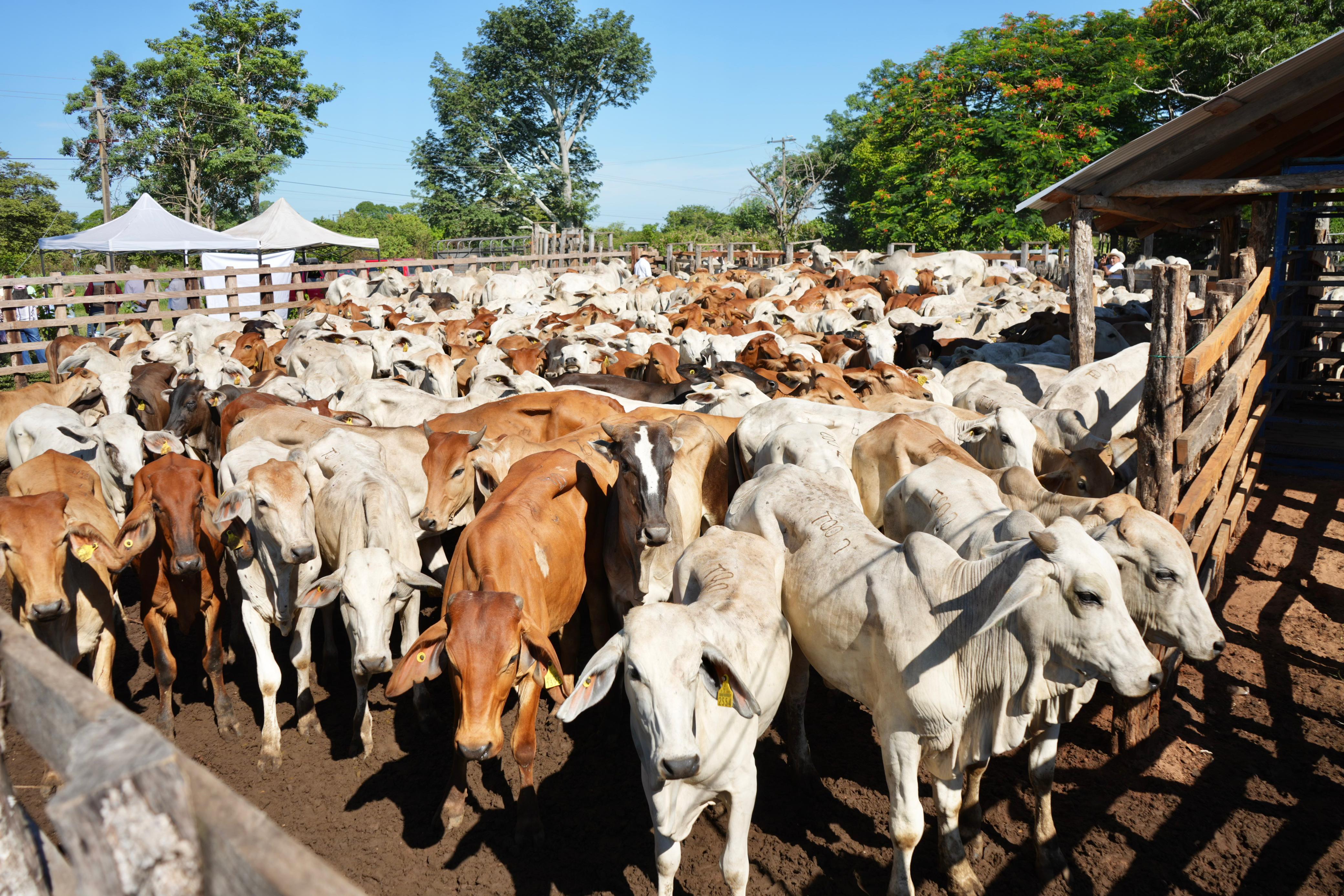 ¡Buenas Noticias para el Campo! Nacen nuevos frutos del Crédito Ganadero a la Palabra en Tabasco.
