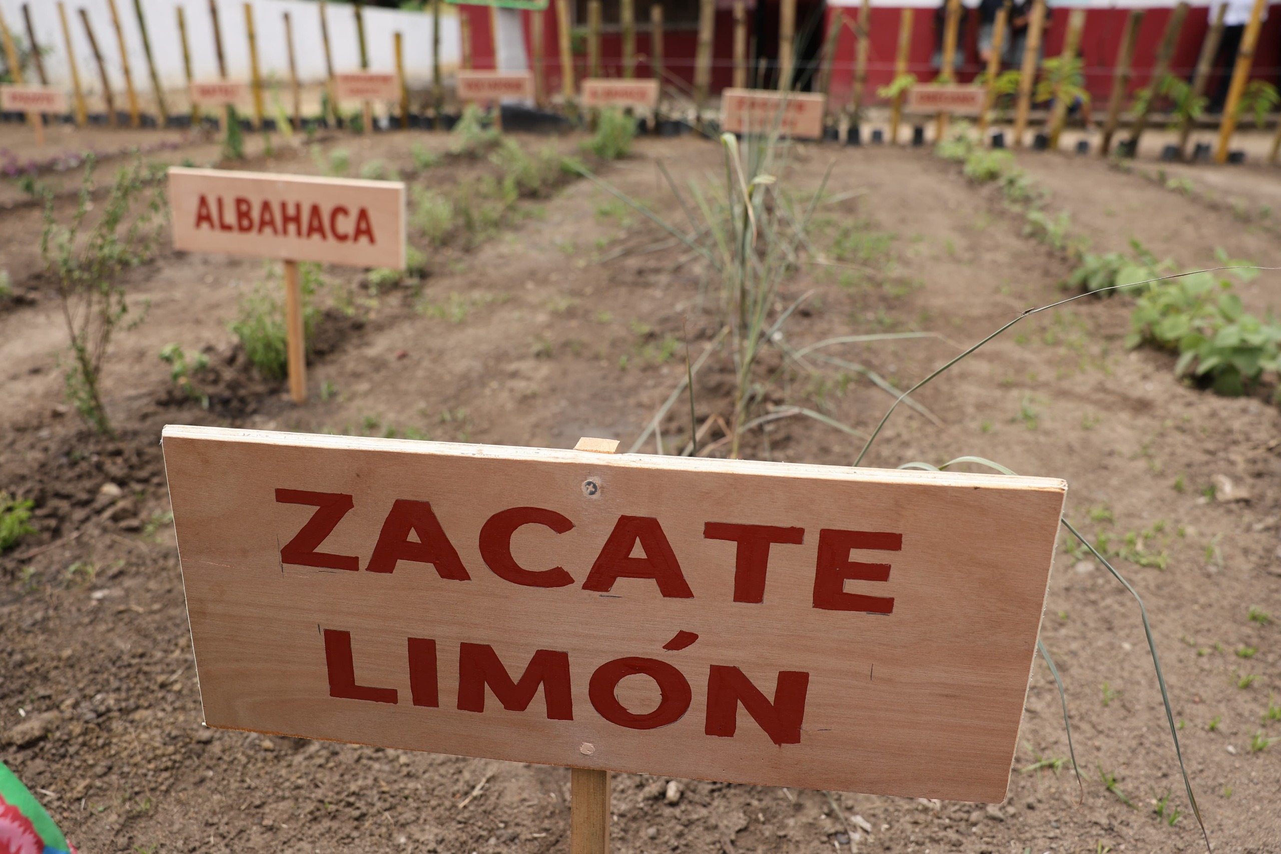 Más de 700 mil estudiantes se sumarán a Jornada de Reforestación; Semades resaltó la importancia de educar a nuevas generaciones en cuidado del medio ambiente.