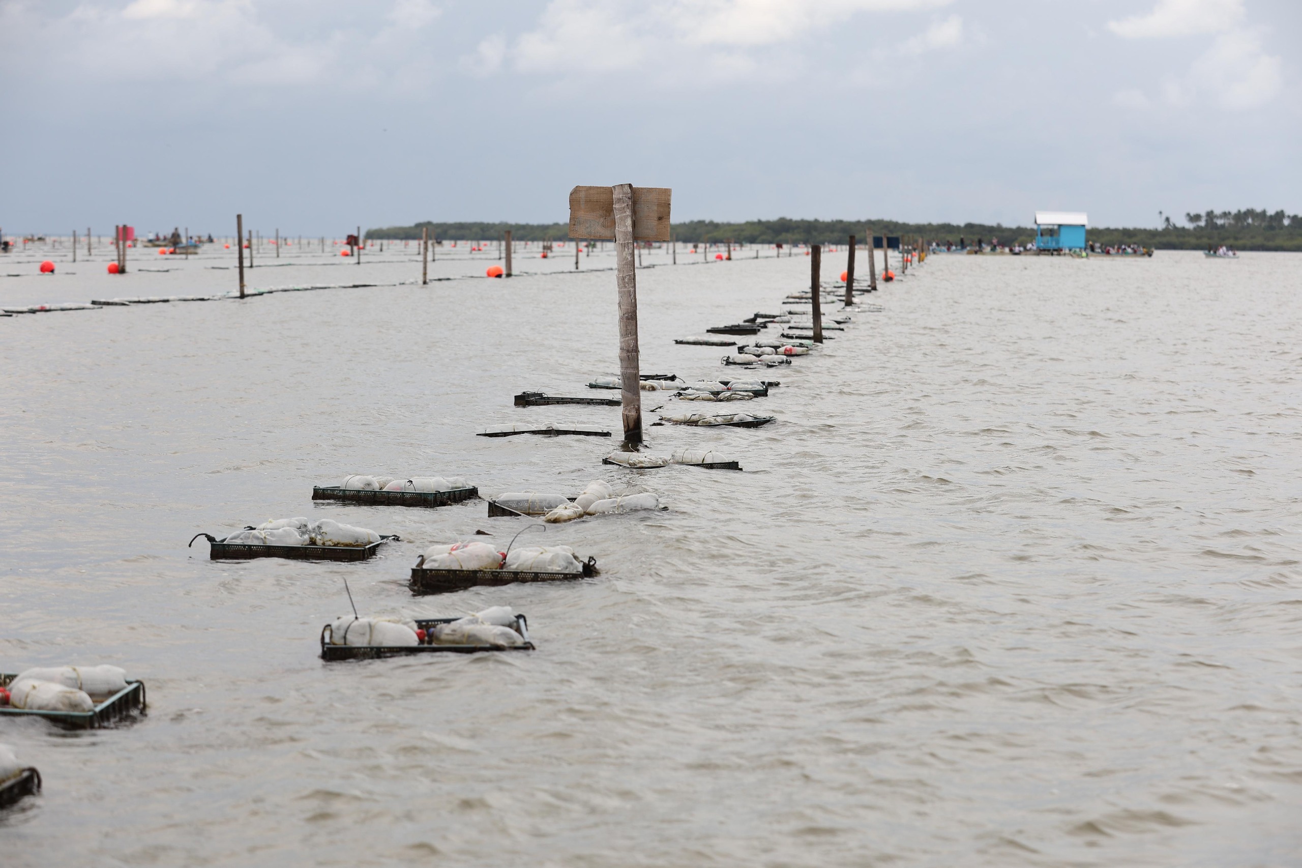 A un año de haber iniciado, Pescando Vida está dando resultados, resalta Javier May al encabezar entrega de semillas de ostión en Cárdenas.