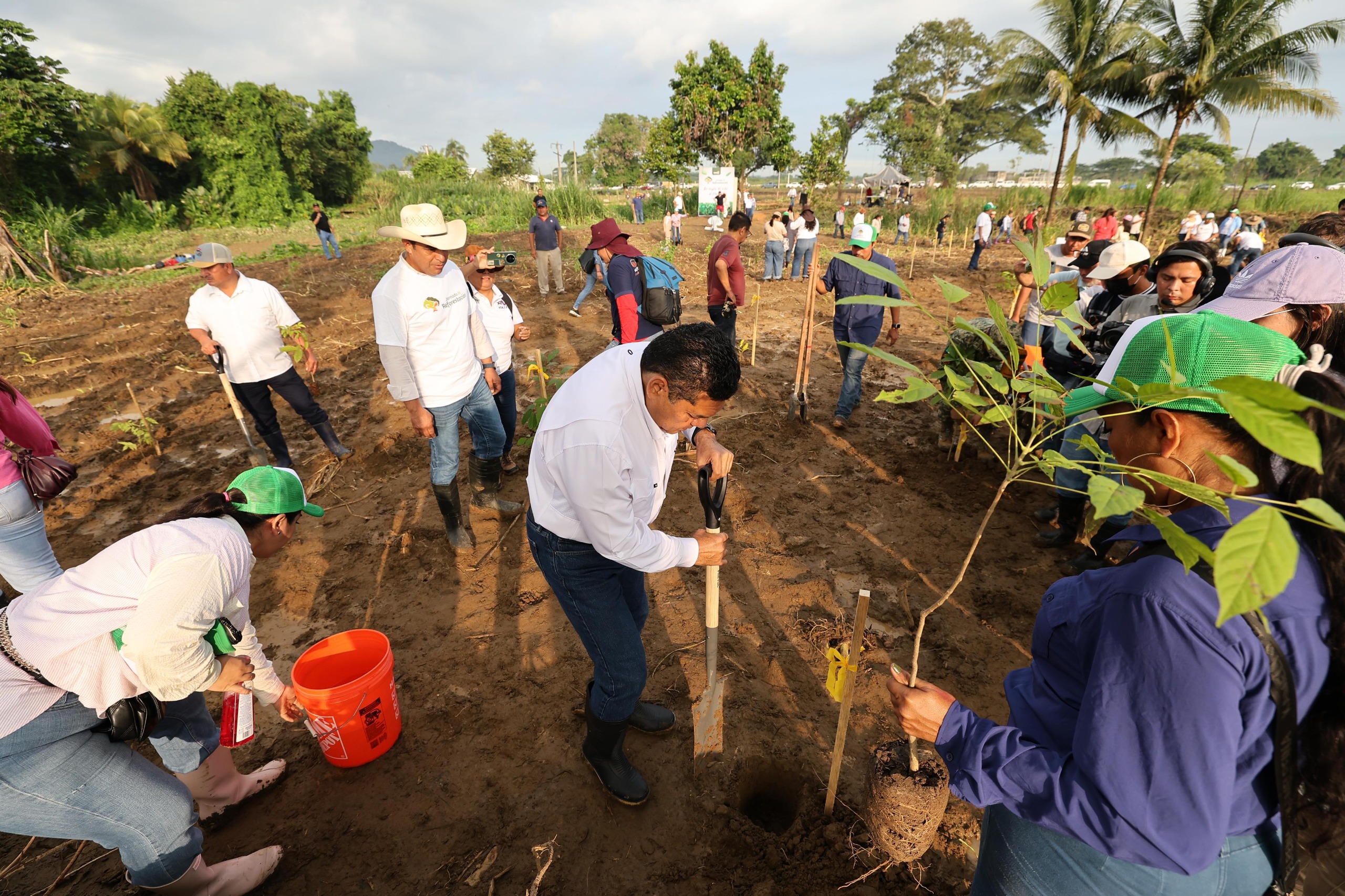 ¡Pueblo y Gobierno de Tabasco logran la hazaña! Rebasan meta de 2.4 millones de árboles en la Jornada de Reforestación.