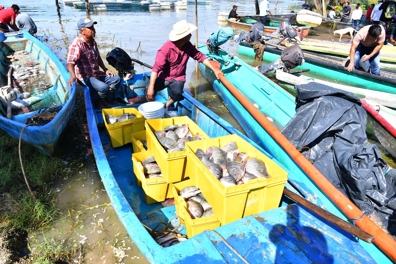 Primera cosecha de Pescando Vida deja desarrollo para las familias de San José, Jonuta y grandes expectativas de producción.