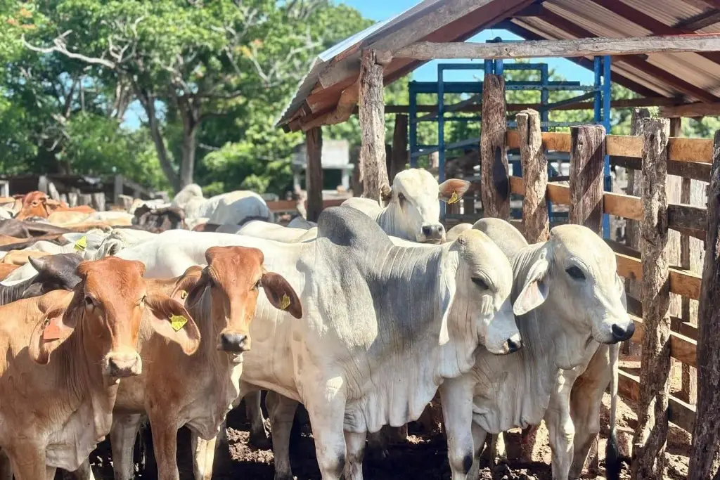Política de inclusión del Gobierno del Estado logra transformación del campo tabasqueño.
