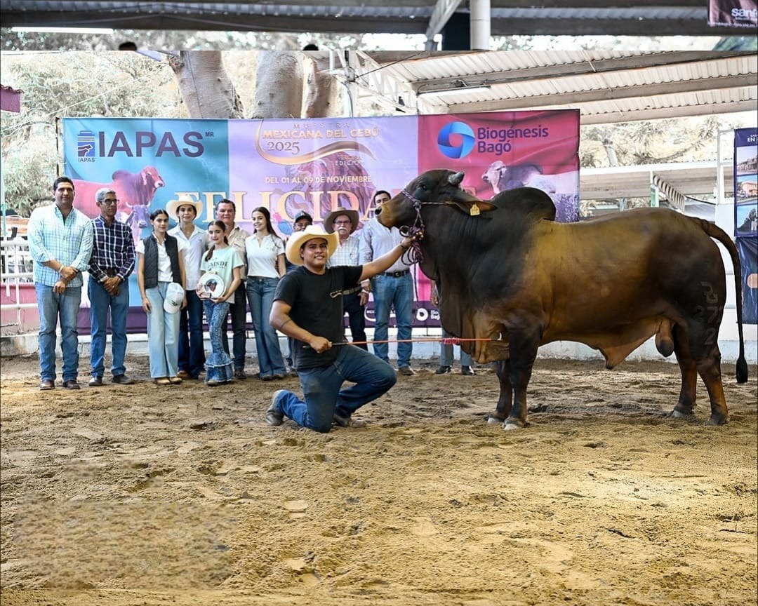 Tabasco lidera en calidad genética bovina a nivel nacional.