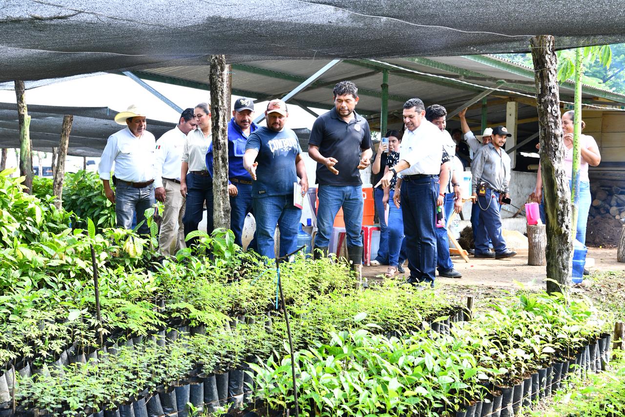 Anuncia Gobernador, en vivero de zona chol de Tacotalpa, que Sembrando Vida Tabasco contará con 1,200 mdp en 2026.