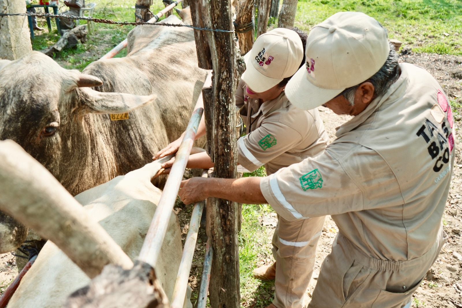 SEDAP convoca a Médicos Veterinarios acreditados por SENASICA para fortalecer la Sanidad Ganadera en Tabasco.