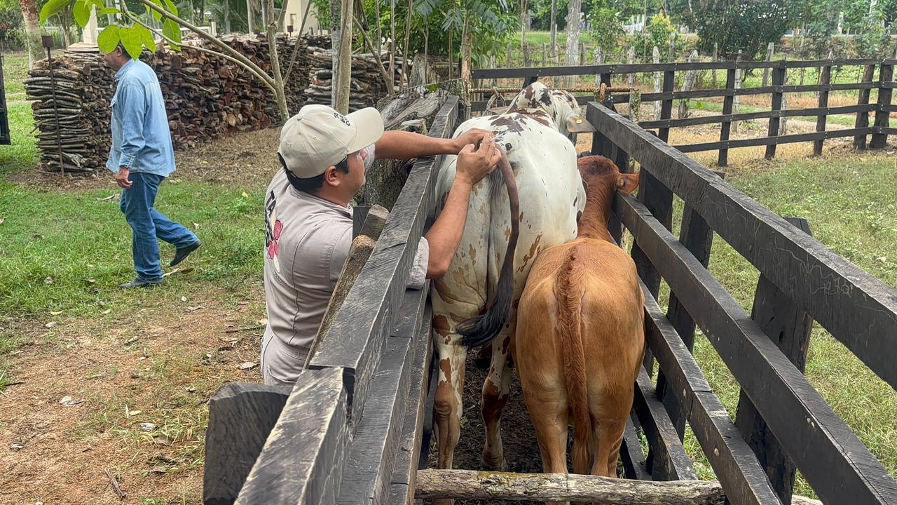 Jalpa de Méndez será el primer municipio de Tabasco en completar el Barrido Sanitario con cero casos de tuberculosis bovina.