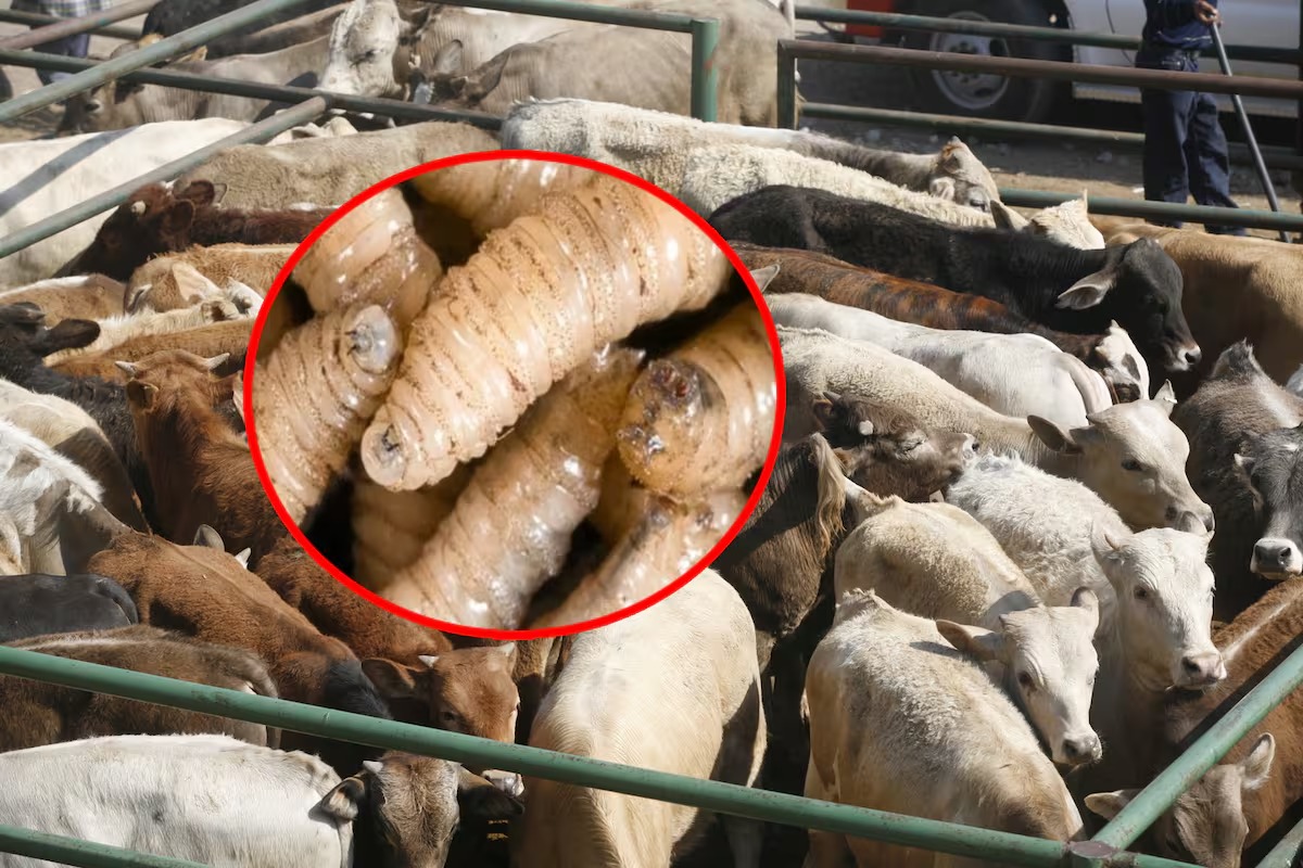 SEDAP y SENASICA impulsan el uso de trampa casera para contener la reproducción del gusano barrenador.