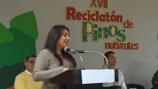 Arranca Reciclatón de Pinos Naturales 2026; la meta es recolectar más de 1,600 árboles navideños: SEMADES.