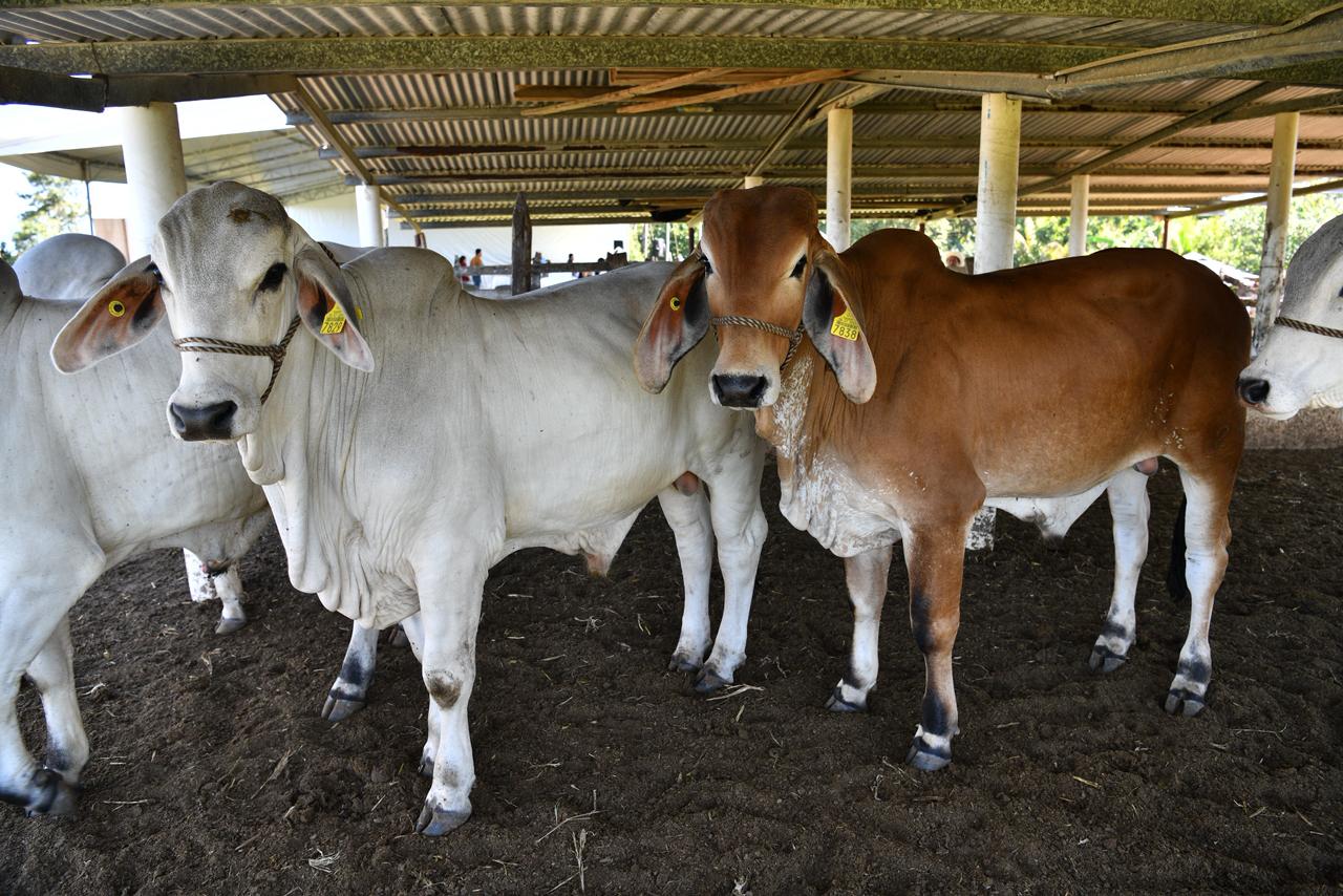 Pequeños productores de Balancán y Tenosique agradecen al Gobierno del Estado por apoyar a “los de abajo” con Crédito Ganadero a la Palabra.