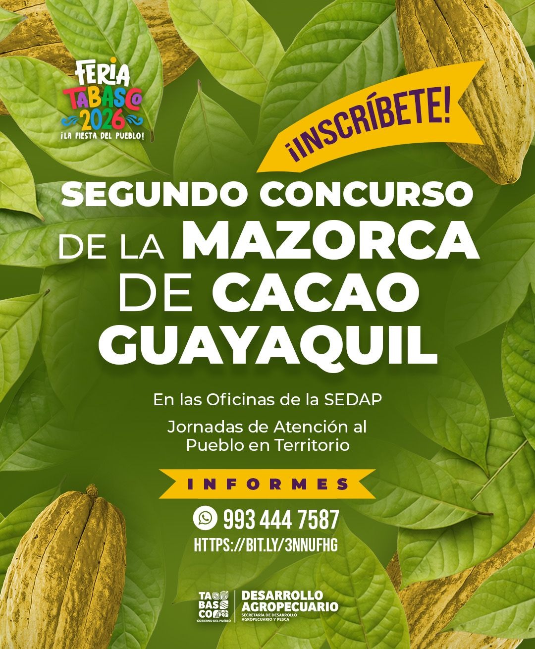 Cacao tabasqueño se alista para lucirse en la Feria Tabasco 2026.