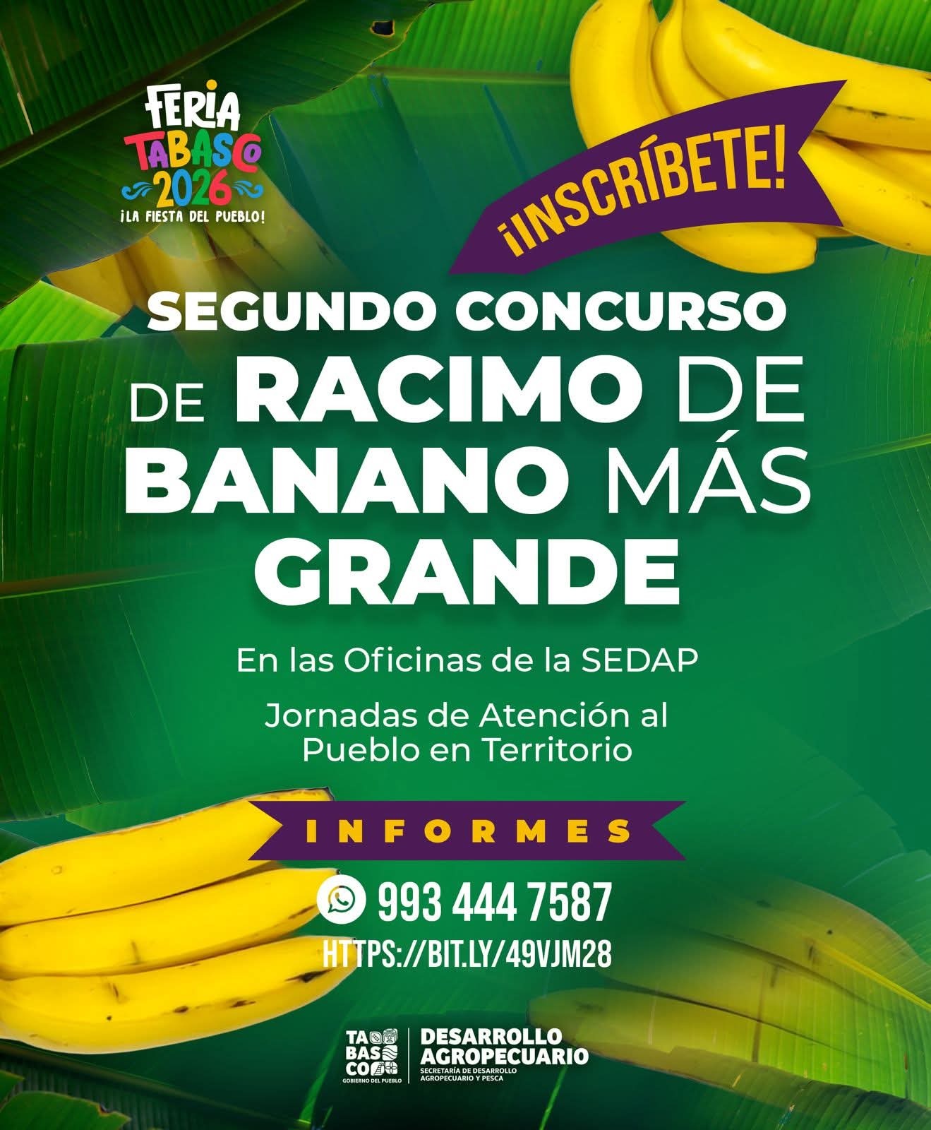 Productores tabasqueños tienen cita con la grandeza del campo: sigue abierta la convocatoria al Segundo Concurso del Racimo de Banano Más Grande en el marco de la Feria Tabasco 2026.