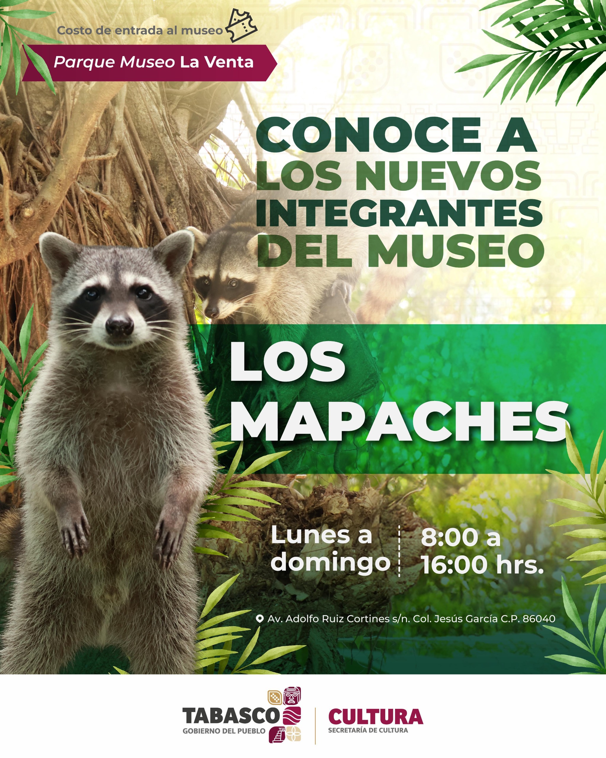 El Parque Museo La Venta recibe a nuevos inquilinos: un par de mapaches.