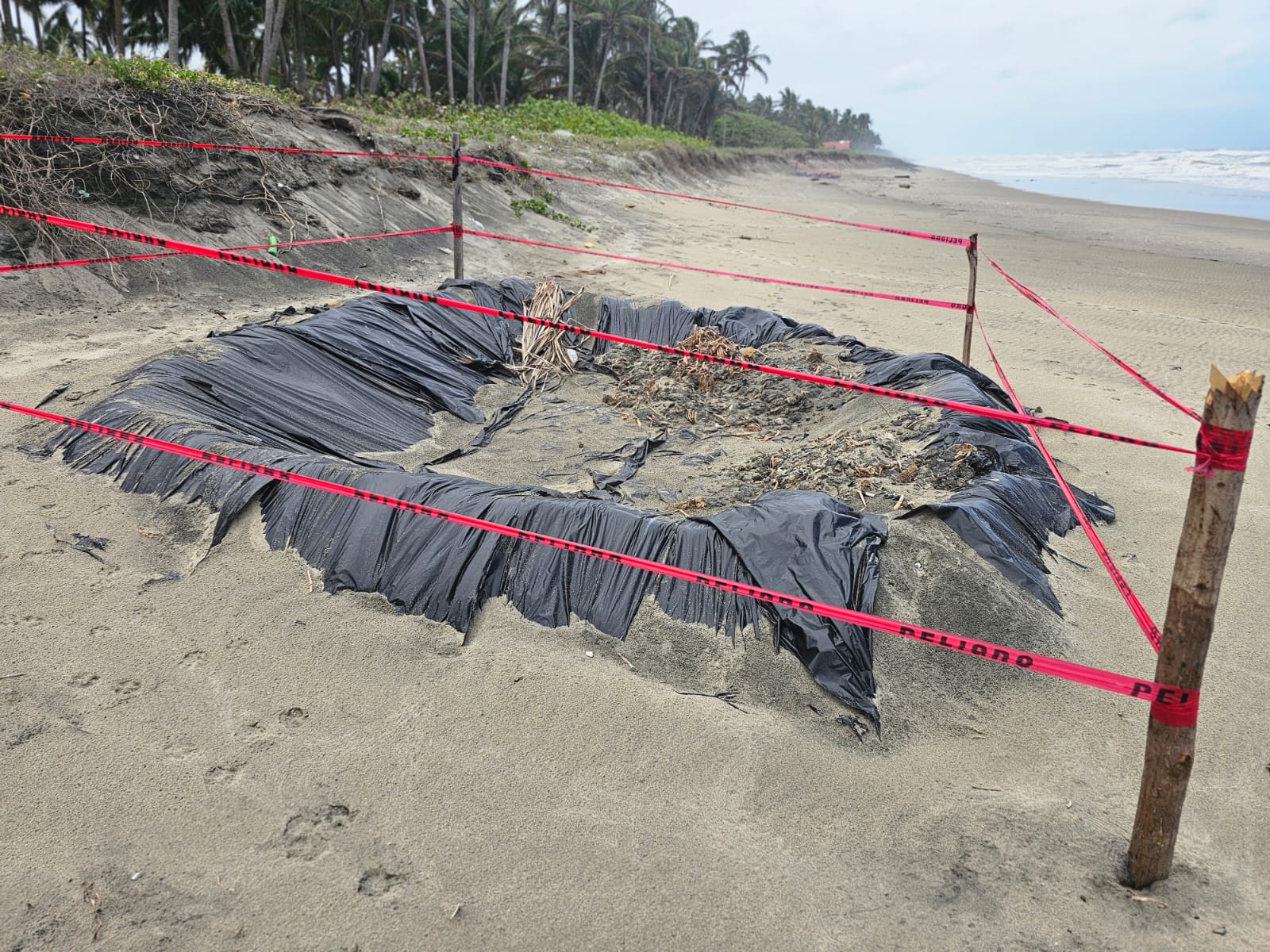 Verifica SEMADES avances en la limpieza de playas tras arribo de hidrocarburos en Cárdenas.