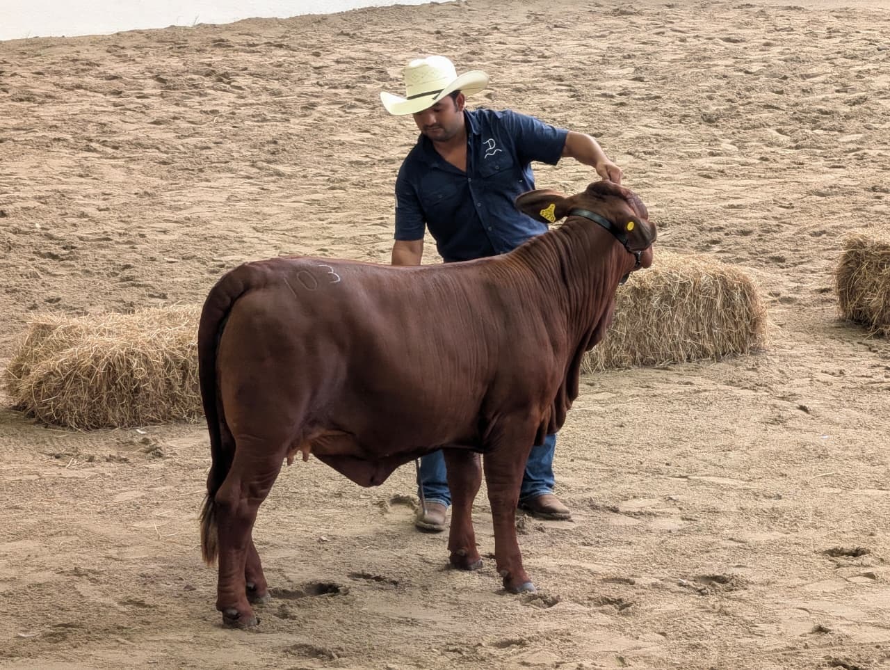 Realizan primer juzgamiento de la raza Beefmaster en la nueva pista de la Exposición Ganadera Regional.