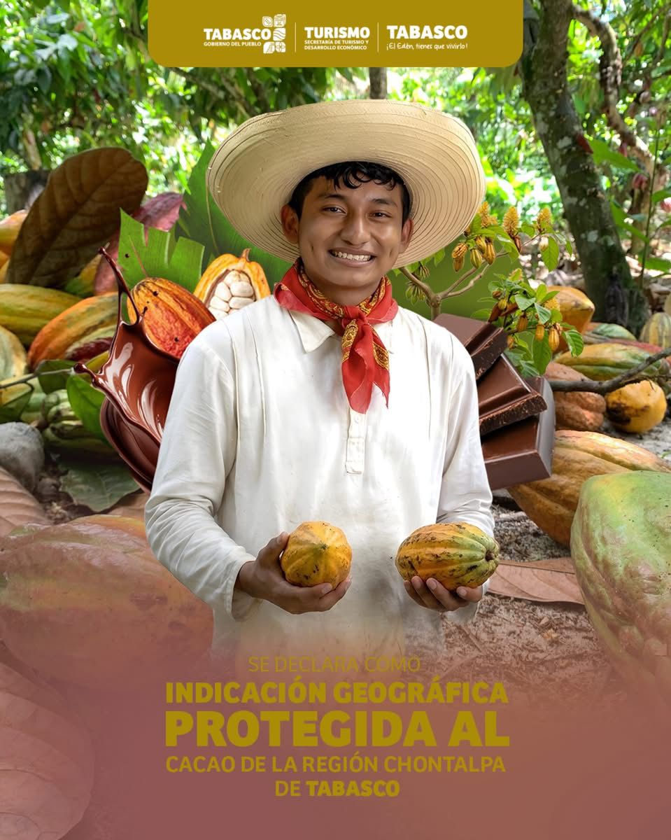 Tabasco celebra momento histórico: declara IMPI al Cacao de la Chontalpa como Indicación Geográfica Protegida.
