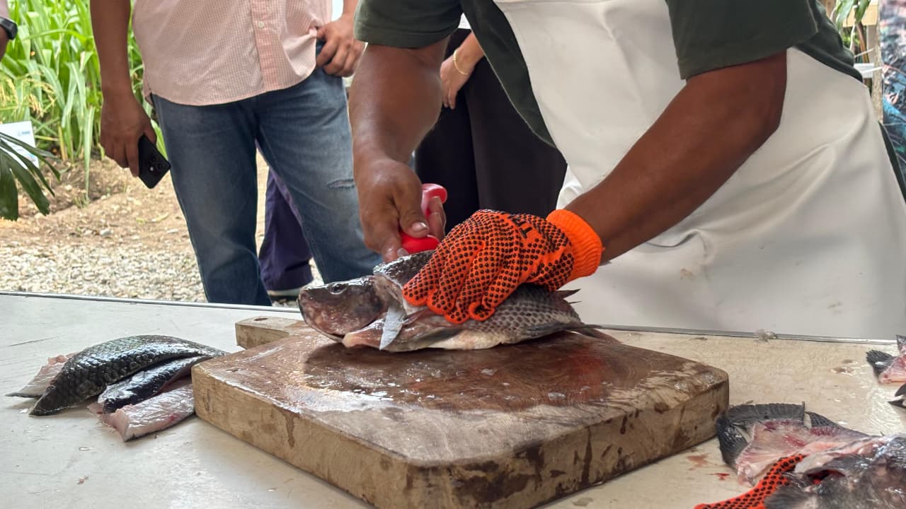 Nacajuca y Centro destacan en el Primer Concurso de Fileteo de Mojarra de la Feria Tabasco 2026.