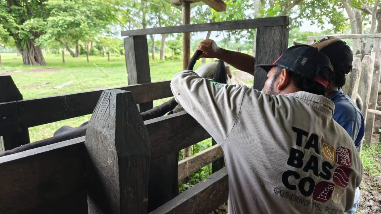 Fortalece SEDAP estrategia de sanidad animal con supervisión en territorio.