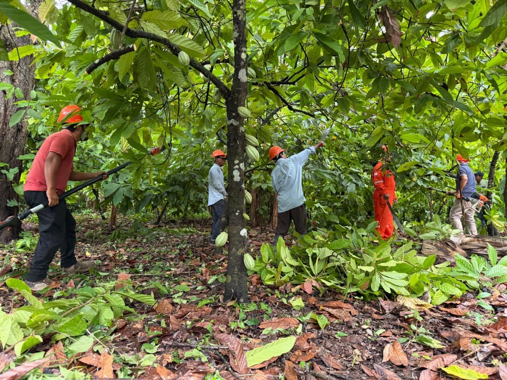 Combate directo a la moniliasis: SEDAP inicia programa de poda fitosanitaria del cacao en Comalcalco.