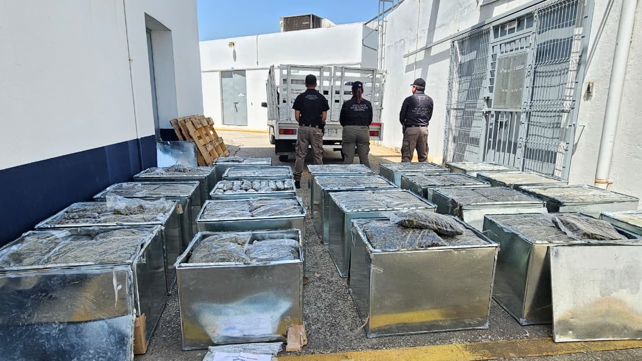FIRT Olmeca asienta nuevo golpe al narcotráfico; FGR asegura aproximadamente 600 kilos de aparente marihuana y detiene a una persona.